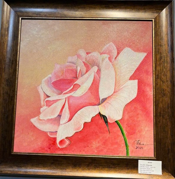 Hồng phai